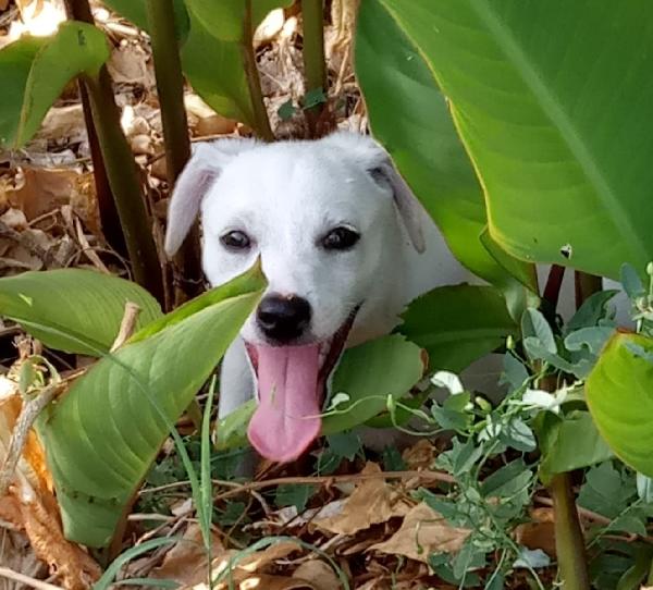 Carlos, Cucciolino Bianco Di 2 Mesi, Futura Taglia Media